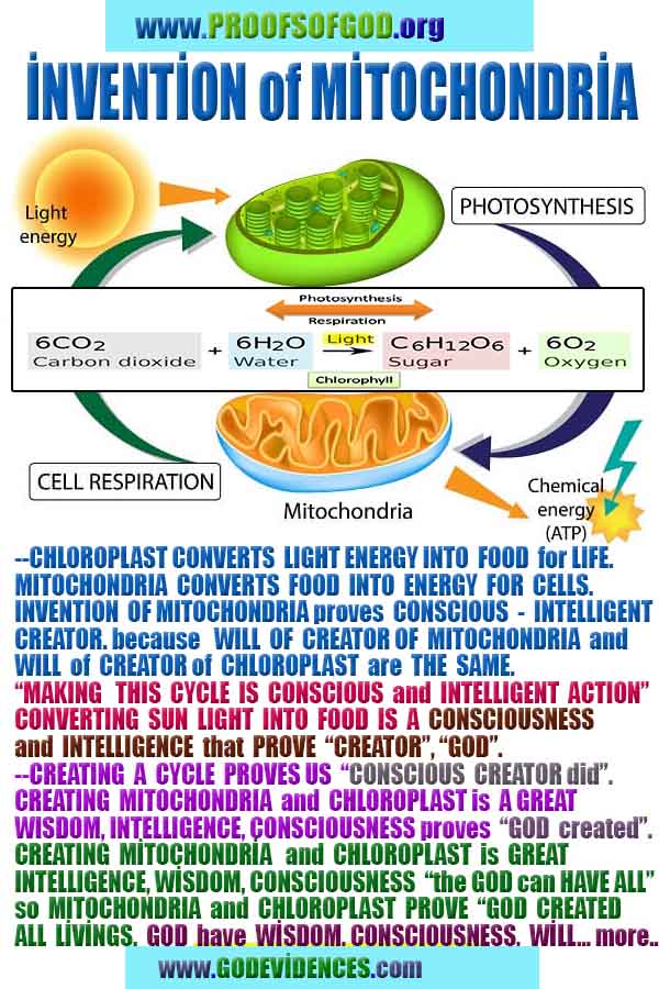 god is real, god exists here proofs, god's proofs, proofs of god, evidences of god, proofs-god, evidences-god, signs-god