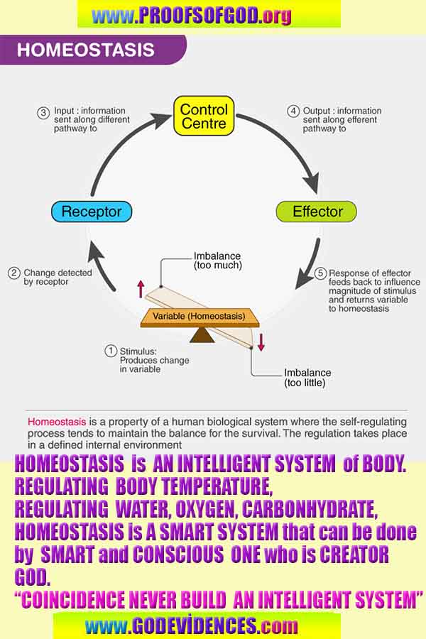 god is real, god exists here proofs, god's proofs, proofs of god, evidences of god, proofs-god, evidences-god, signs-god 
