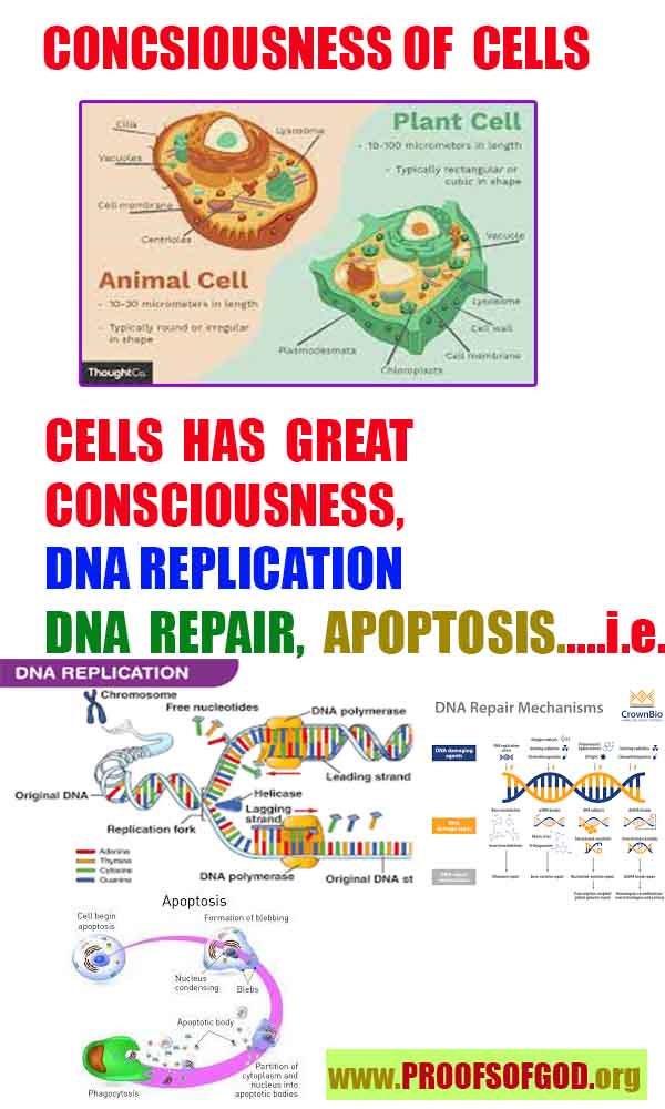 god is real, god exists here proofs, god's proofs, proofs of god, evidences of god, proofs-god, evidences-god, signs-god  