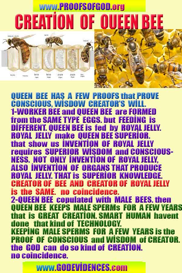 god is real, god exists here proofs, god's proofs, proofs of god, evidences of god, evidences-god, signs-god 