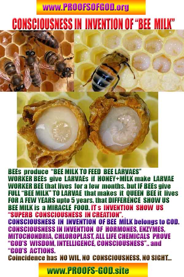 god is real, god exists here proofs, god's proofs, proofs of god, evidences of god, proofs-god, evidences-god, signs-god 